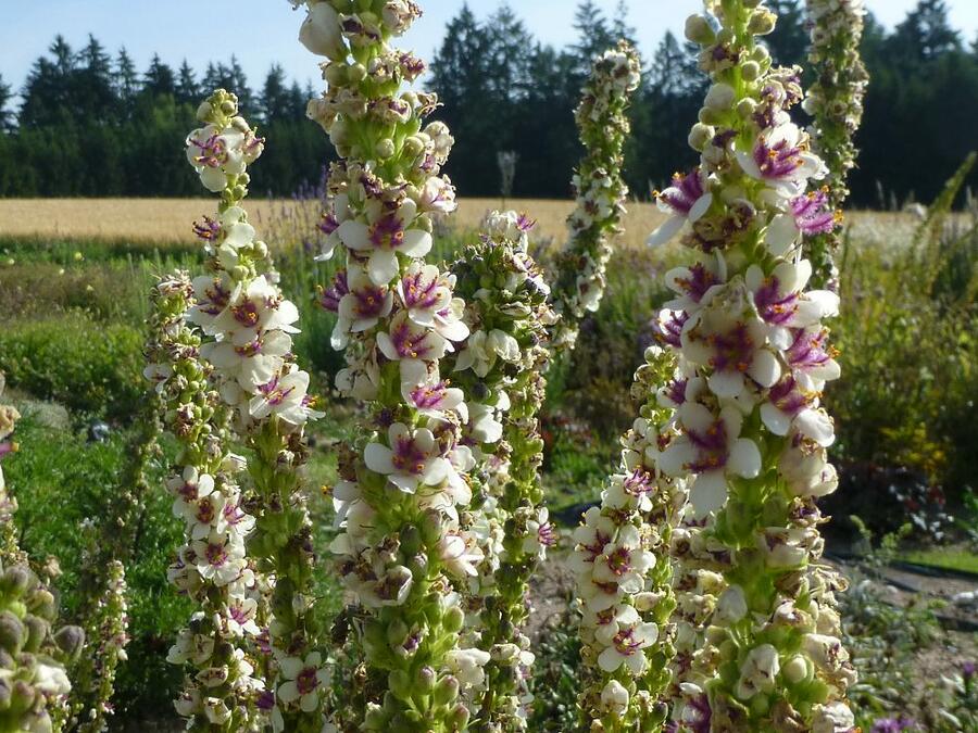 Divizna jižní 'Wedding Candles' - Verbascum chaixii 'Wedding Candles'