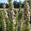 Divizna jižní 'Wedding Candles' - Verbascum chaixii 'Wedding Candles'