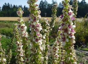 Divizna jižní 'Wedding Candles' - Verbascum chaixii 'Wedding Candles'