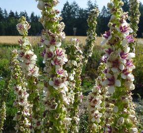 Divizna jižní 'Wedding Candles' - Verbascum chaixii 'Wedding Candles'