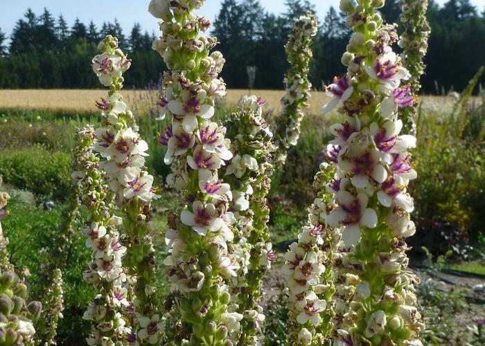 Divizna 'Wedding Candles' - Verbascum chaixii 'Wedding Candles'