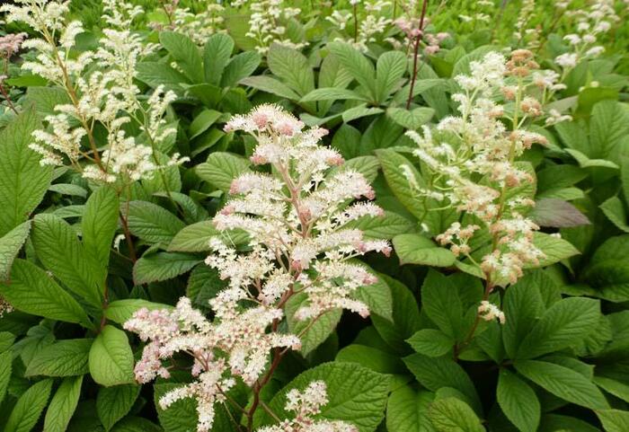 Rodgersie - Rodgersia henrici