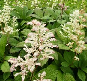 Rodgersie - Rodgersia henrici