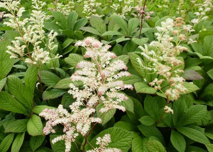 Rodgersie - Rodgersia henrici