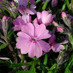 Plamenka šídlovitá 'Ronsdorfer Schöne' - Phlox subulata 'Ronsdorfer Schöne'