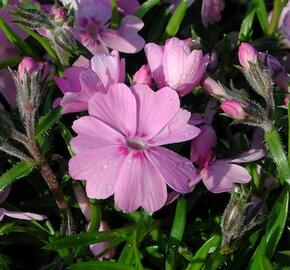 Plamenka šídlovitá 'Ronsdorfer Schöne' - Phlox subulata 'Ronsdorfer Schöne'