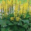 Popelivka - Ligularia stenocephala - hybrid