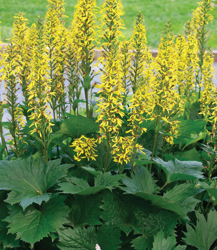 Popelivka - Ligularia stenocephala - hybrid