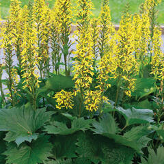 Popelivka - Ligularia stenocephala - hybrid