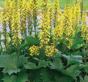 Popelivka - Ligularia stenocephala - hybrid