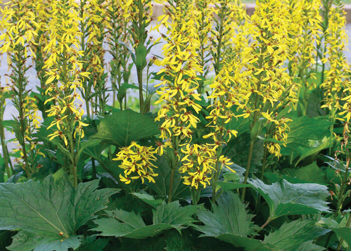 Popelivka - Ligularia stenocephala - hybrid
