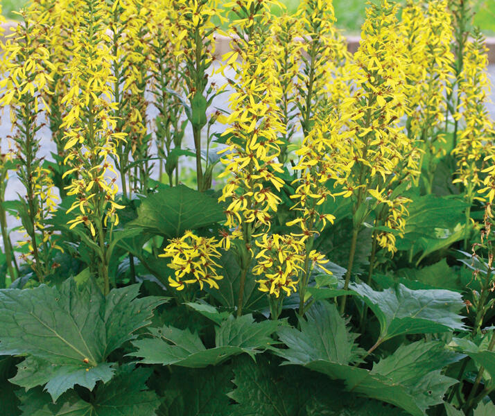 Popelivka - Ligularia stenocephala - hybrid
