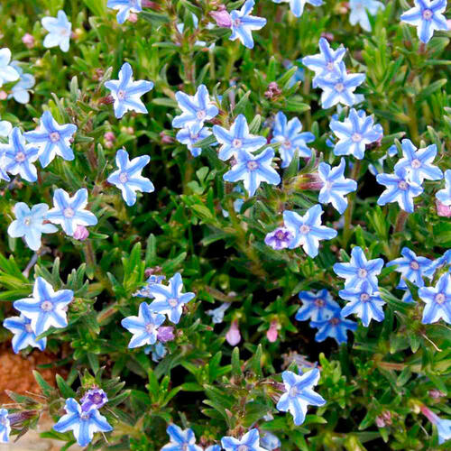 Kamejka větvená 'Blue Star' - Lithodora diffusa 'Blue Star'