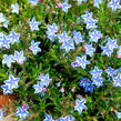 Kamejka 'Blue Star' - Lithodora diffusa 'Blue Star'