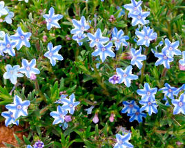 Kamejka větvená 'Blue Star'