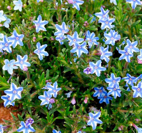 Kamejka větvená 'Blue Star' - Lithodora diffusa 'Blue Star'
