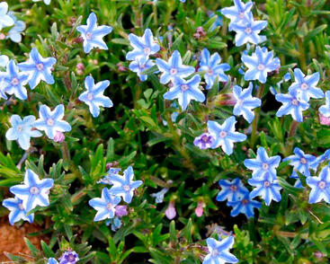 Kamejka větvená 'Blue Star'