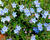 Kamejka větvená 'Blue Star'