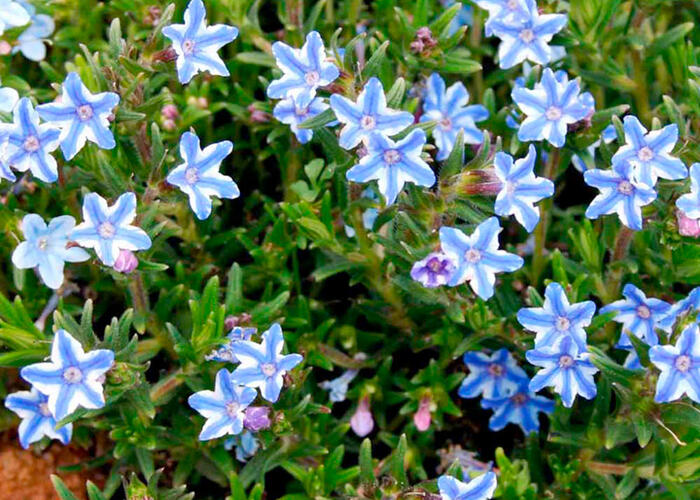 Kamejka 'Blue Star' - Lithodora diffusa 'Blue Star'