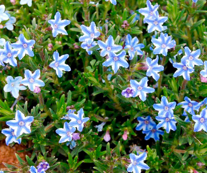 Kamejka větvená 'Blue Star' - Lithodora diffusa 'Blue Star'