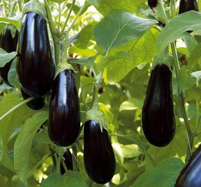 Lilek vejcoplodý 'Nero' - Solanum melongena 'Nero'