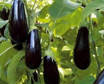 Lilek vejcoplodý 'Nero'