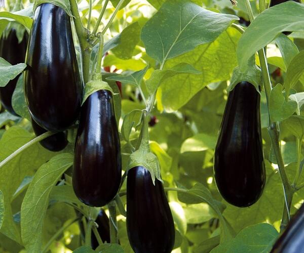Lilek vejcoplodý 'Nero' - Solanum melongena 'Nero'