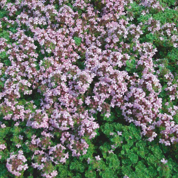 Mateřídouška 'Mountain Select' - Thymus pseudolanuginosus 'Mountain Select'