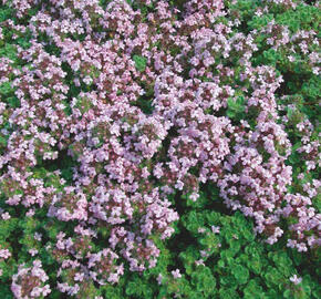 Mateřídouška 'Mountain Select'