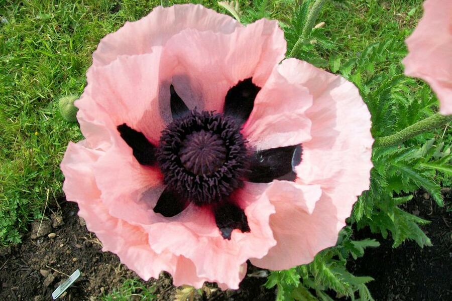 Mák východní 'Victoria Louise' - Papaver orientale 'Victoria Louise'