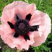 Mák východní 'Victoria Louise' - Papaver orientale 'Victoria Louise'