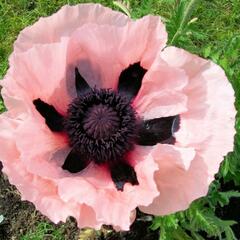 Mák východní 'Victoria Louise' - Papaver orientale 'Victoria Louise'