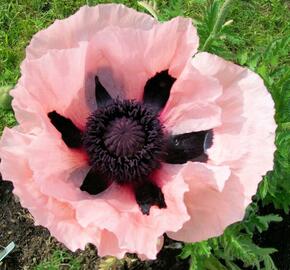 Mák východní 'Victoria Louise' - Papaver orientale 'Victoria Louise'