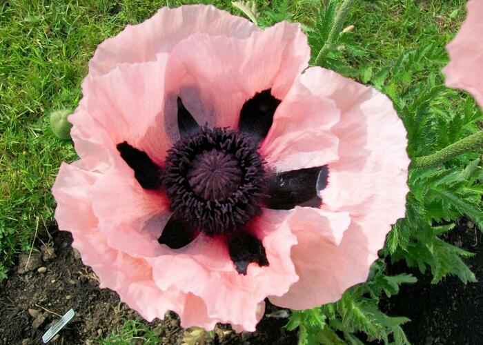 Mák východní 'Victoria Louise' - Papaver orientale 'Victoria Louise'