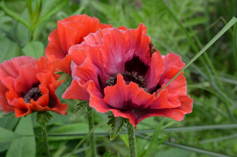 Mák východní 'Beauty of Livermere' - Papaver orientale 'Beauty of Livermere'