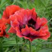 Mák východní 'Beauty of Livermere' - Papaver orientale 'Beauty of Livermere'