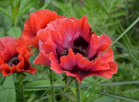 Mák východní 'Beauty of Livermere' - Papaver orientale 'Beauty of Livermere'