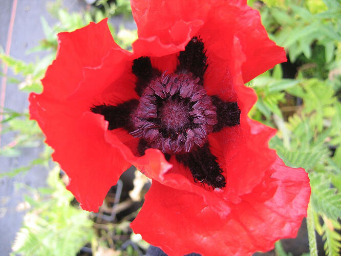 Mák východní 'Beauty of Livermere' - Papaver orientale 'Beauty of Livermere'