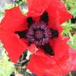 Mák východní 'Beauty of Livermere' - Papaver orientale 'Beauty of Livermere'