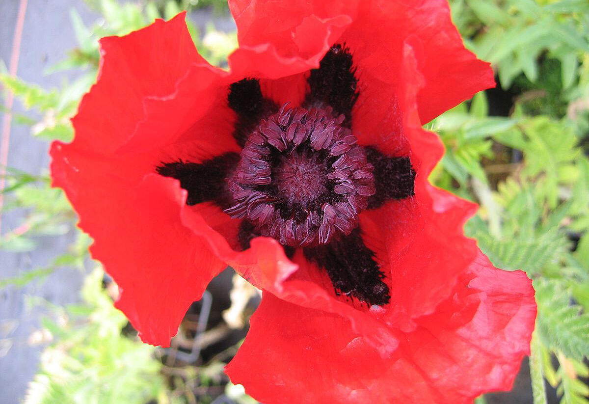 Mák východní 'Beauty of Livermere' - Papaver orientale 'Beauty of Livermere'