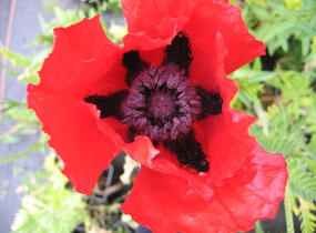 Mák východní 'Beauty of Livermere' - Papaver orientale 'Beauty of Livermere'