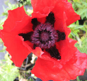 Mák východní 'Beauty of Livermere' - Papaver orientale 'Beauty of Livermere'