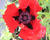 Mák východní 'Beauty of Livermere'