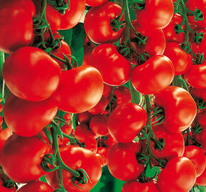 Rajče velkoplodé 'Culina' F1- roubované