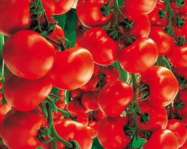 Rajče velkoplodé 'Culina' F1- roubované