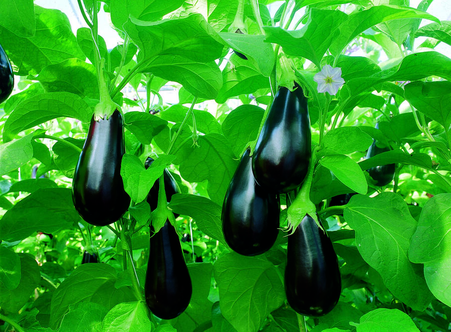 Lilek vejcoplodý 'Madonna' F1 - Solanum melongena 'Madonna' F1