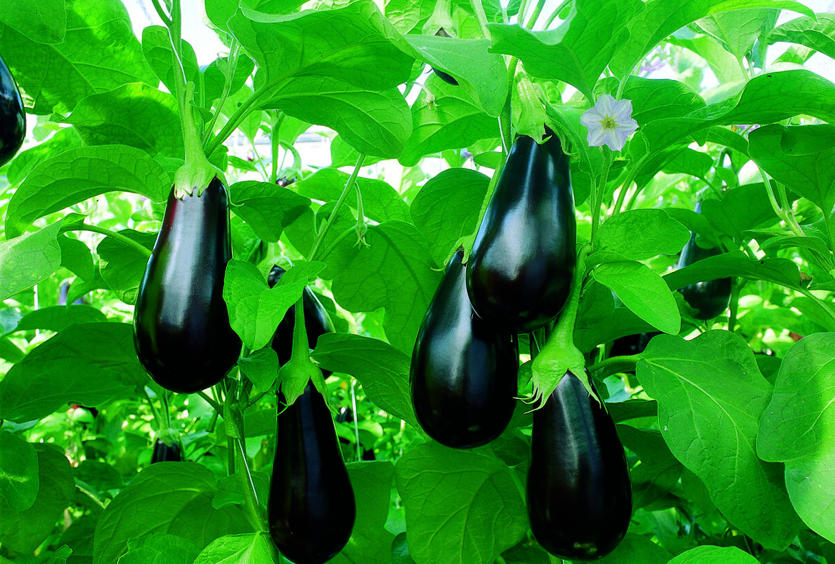 Lilek vejcoplodý 'Madonna' F1 - Solanum melongena 'Madonna' F1