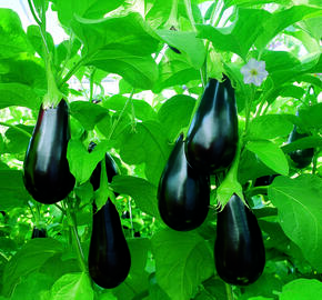 Lilek vejcoplodý 'Madonna' F1 - Solanum melongena 'Madonna' F1