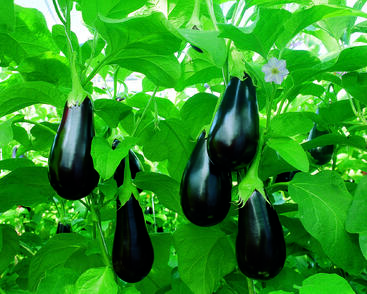 Lilek vejcoplodý 'Madonna' F1