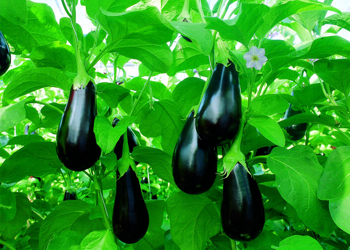 Lilek vejcoplodý 'Madonna' F1 - Solanum melongena 'Madonna' F1